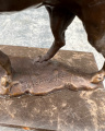 Bronzová socha lovecký pes na mramorovém soklu