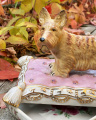 Dóza z porcelánu Scottish Terrier